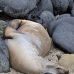 lion_sea_galapagos_san_v_0105_ecu2302.jpg